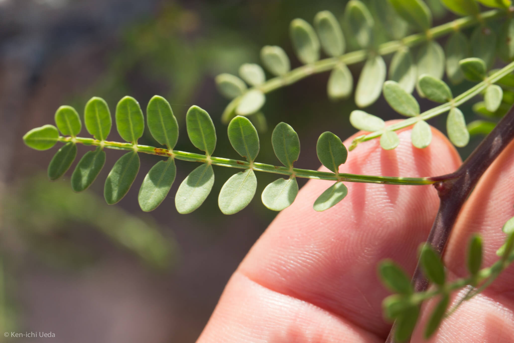 Bursera microphylla